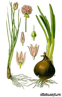 Лук репчатый. Allium cepa L.