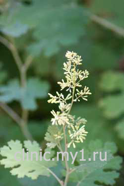 Маклея сердцевидная. Macleaya cordata (Willd.) R. Br.