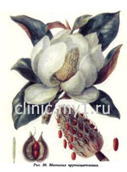 Магнолия крупноцветковая. Magnolia grandiflora L.