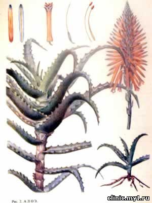 Алоэ древовидное (Aloe arborescens Mill)