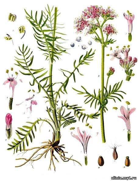 Валериана лекарственная. Valeriana officinalis L.