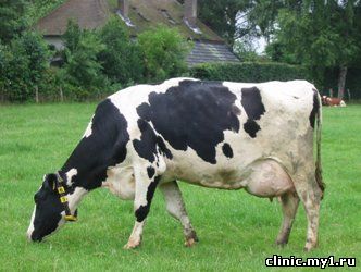Коровье молоко. Мелатонин