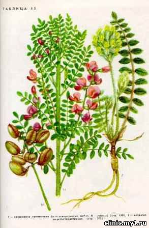 Астрагал шерстистоцветковый. Astragalus dasyanthus Pall.
