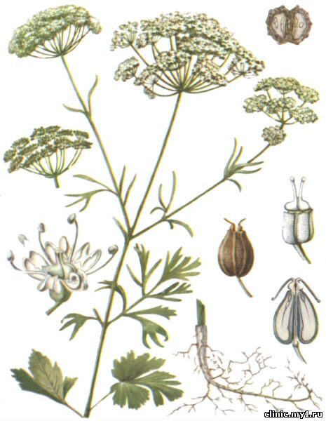 Анис обыкновенный. Pimpinella anisum L.