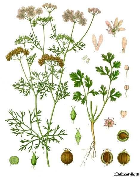 Кориандр посевной. Coriandrum sativum L.