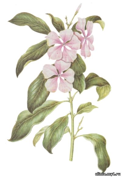 Катарантус розовый. Catharanthus roseus G. Don.