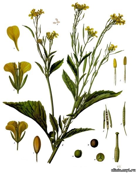 Горчица сараптская. Brassica juncea (L.) Czern.